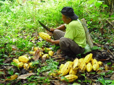 Recolte du cacao.JPG